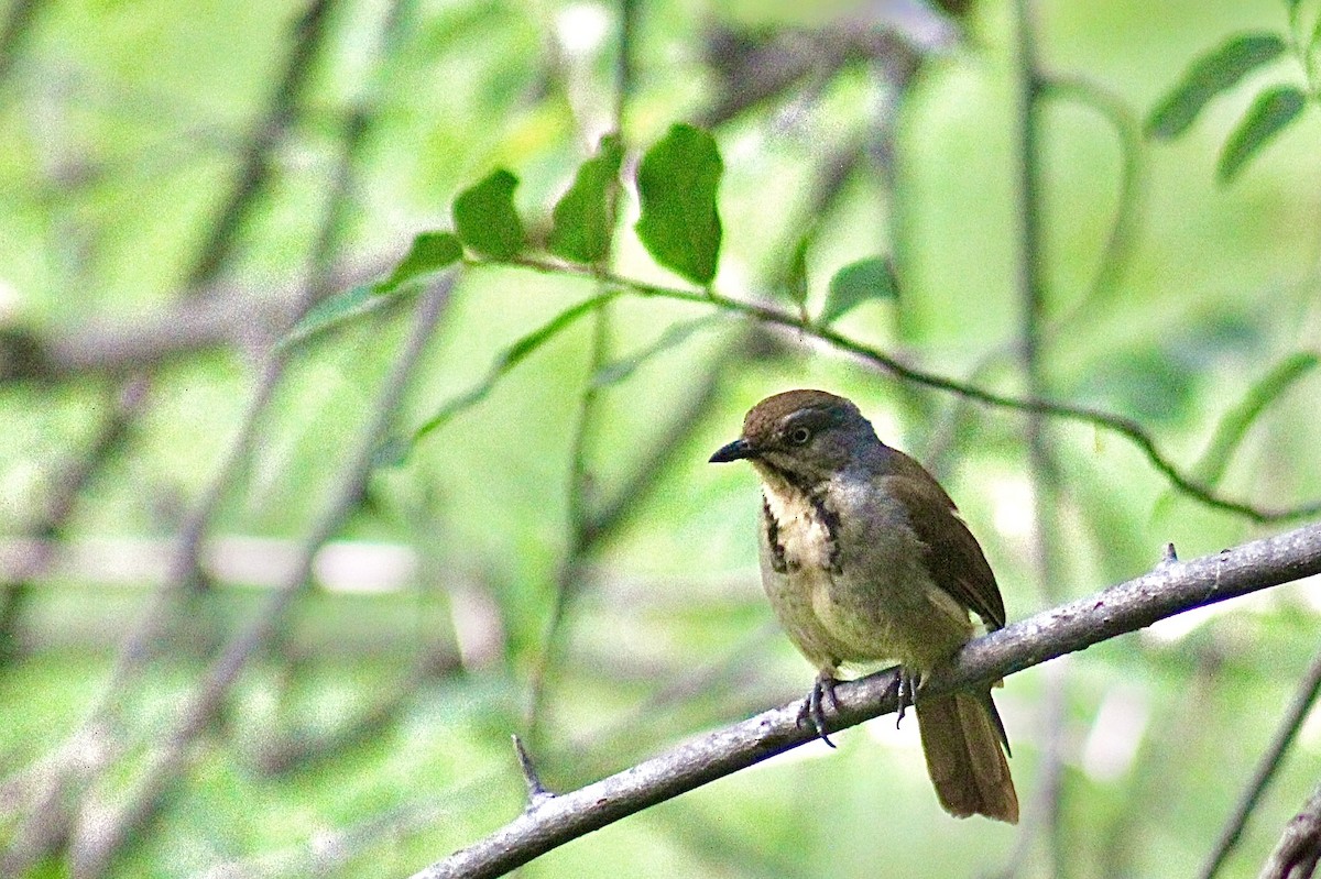 Collared Palm-Thrush - Ella Seifert