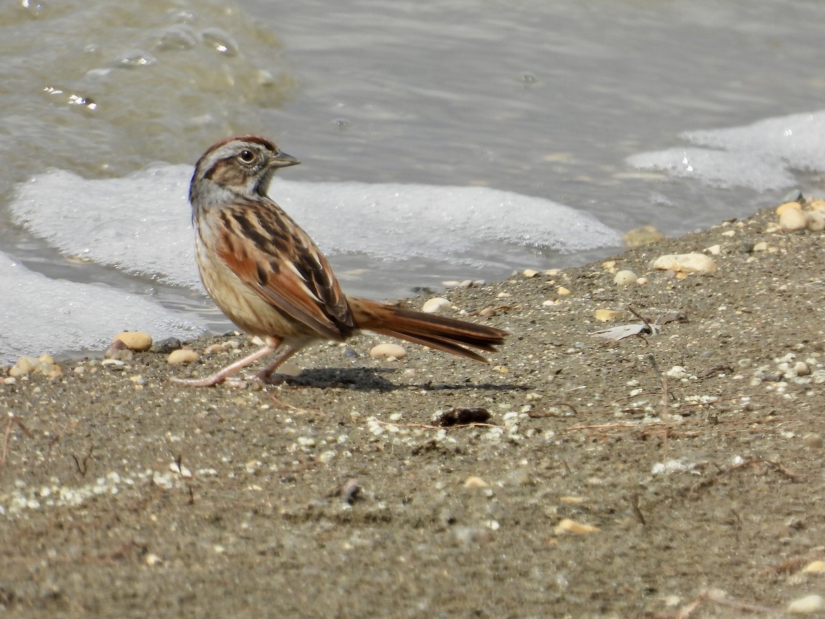 Swamp Sparrow - ML617827155