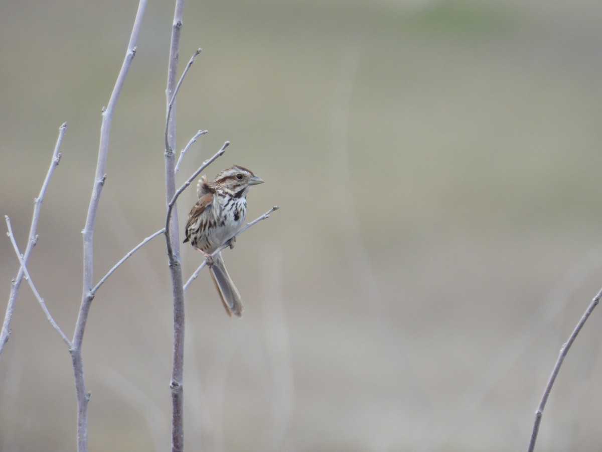 Song Sparrow - ML617827157