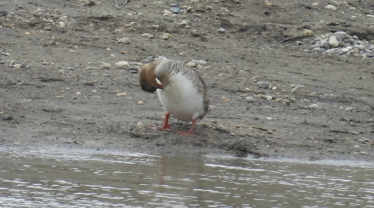 Red-breasted Merganser - ML617827167