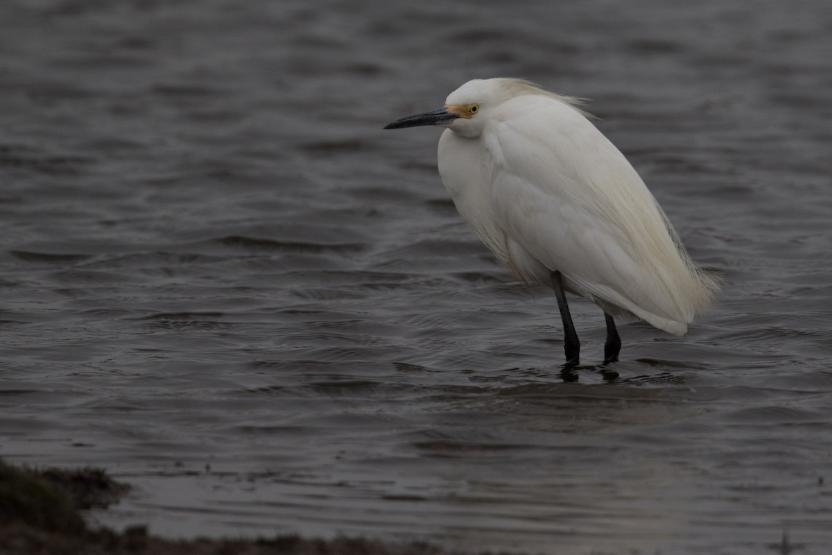 Snowy Egret - ML617827171