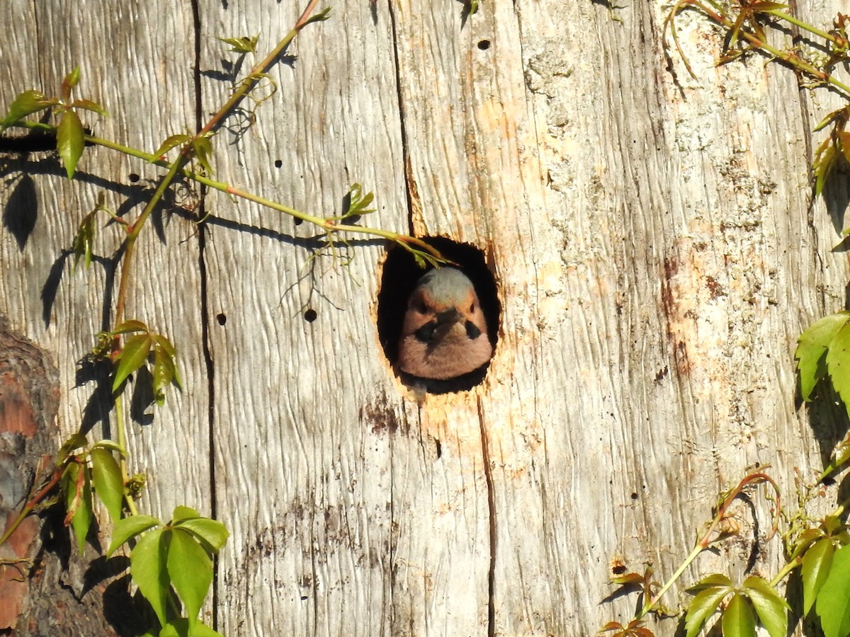 Northern Flicker (Yellow-shafted) - ML617827187