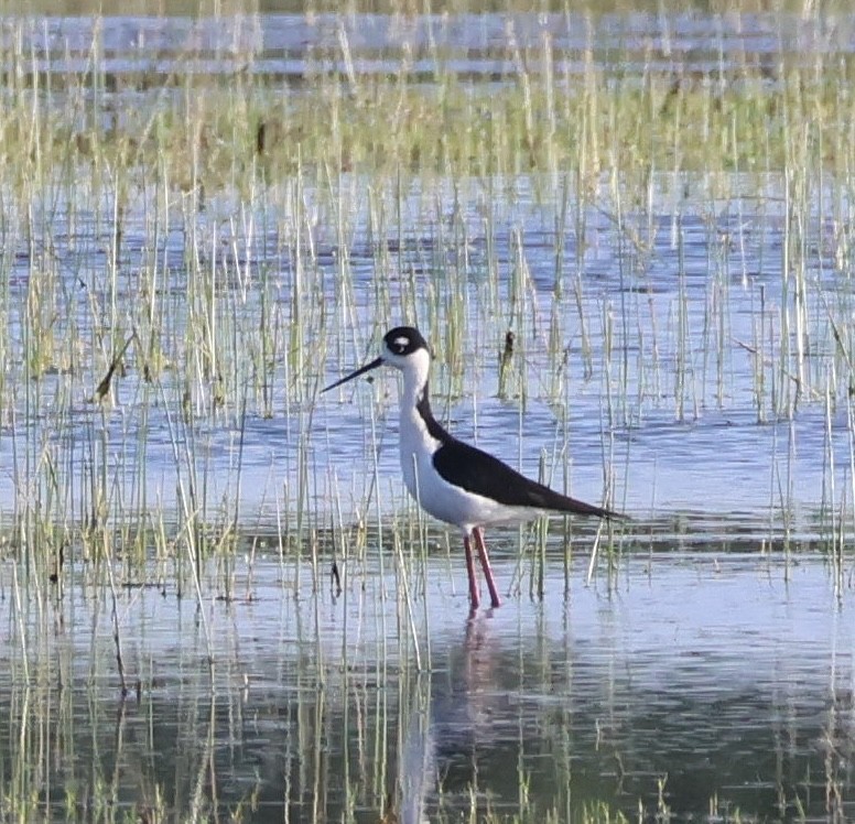 Black-necked Stilt - ML617827194