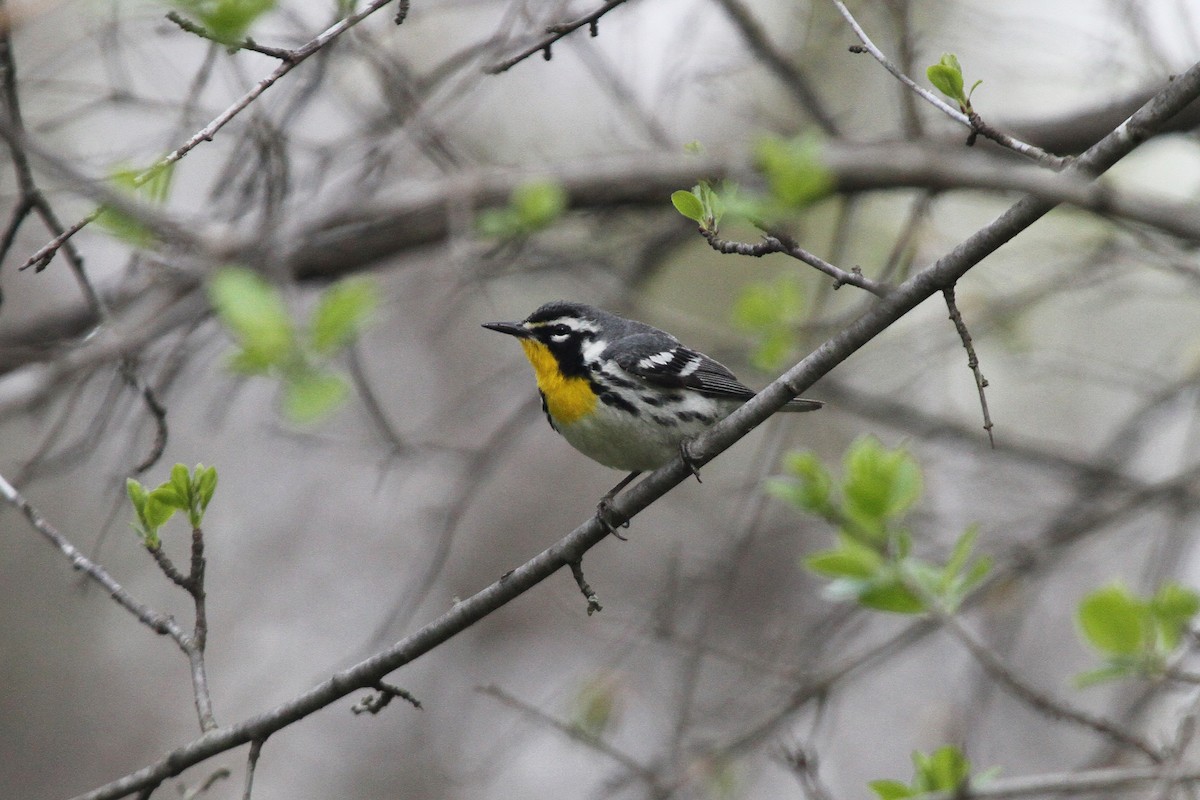 Yellow-throated Warbler - ML617827267