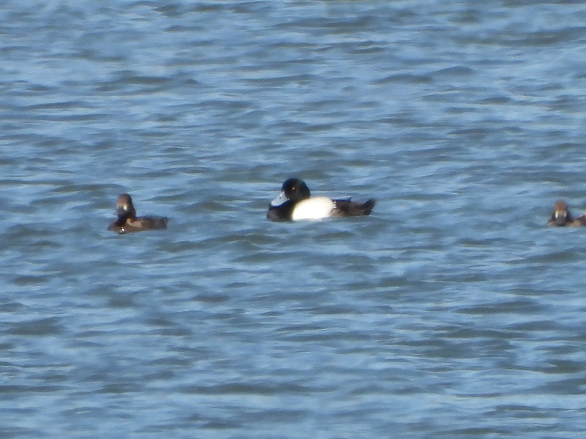 Greater Scaup - Benjamin  Miller