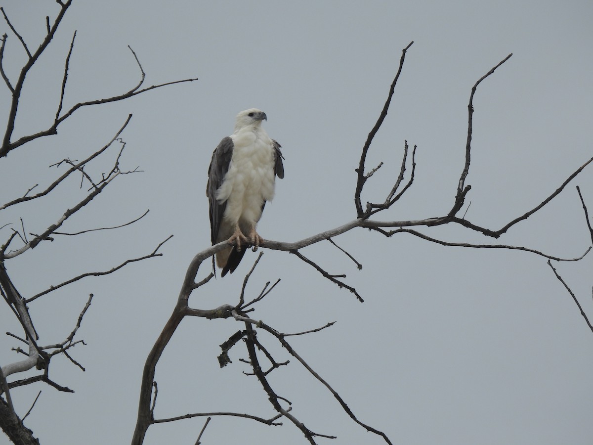 White-bellied Sea-Eagle - ML617827331