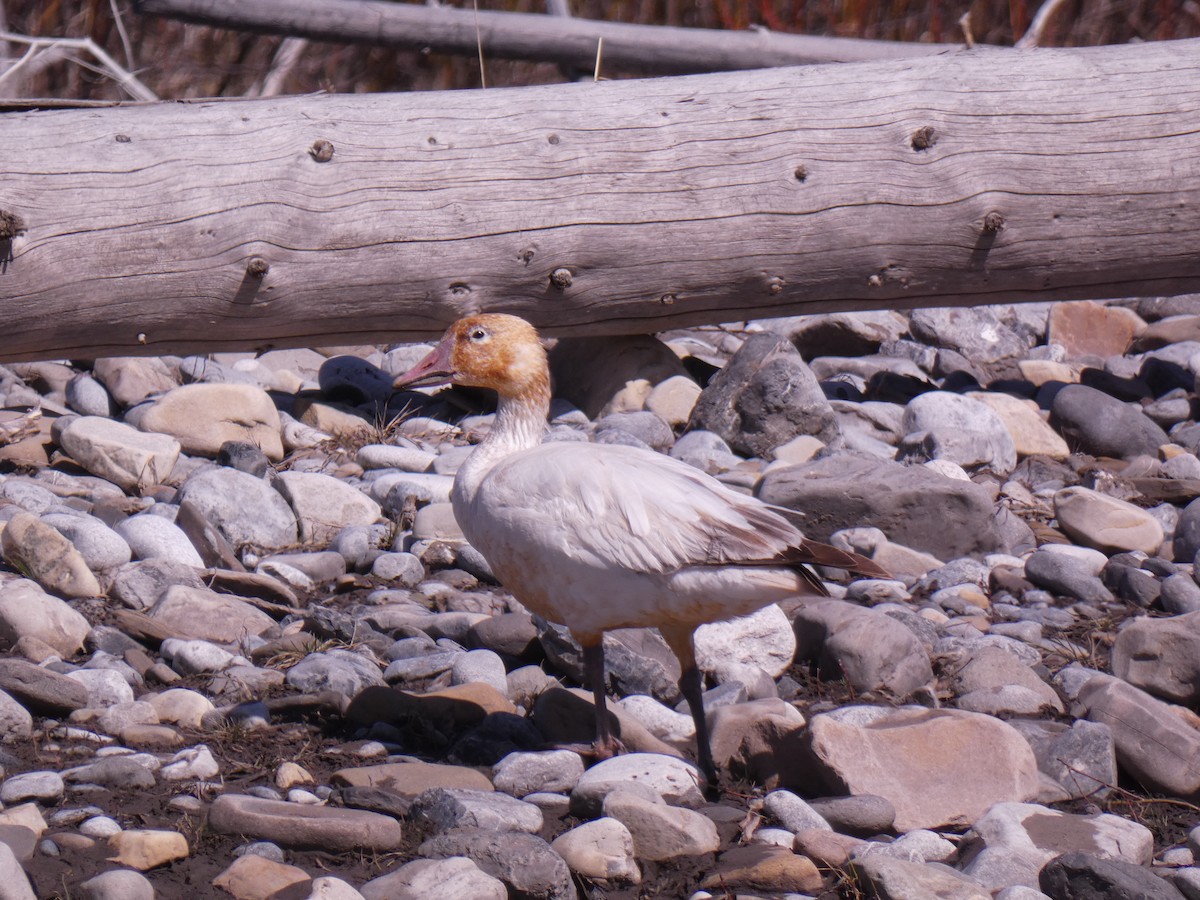 Snow Goose - ML617827344