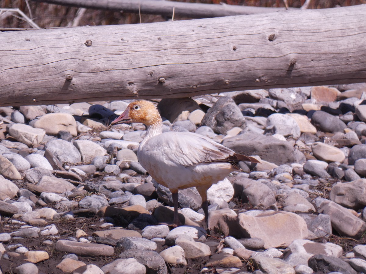 Snow Goose - ML617827347