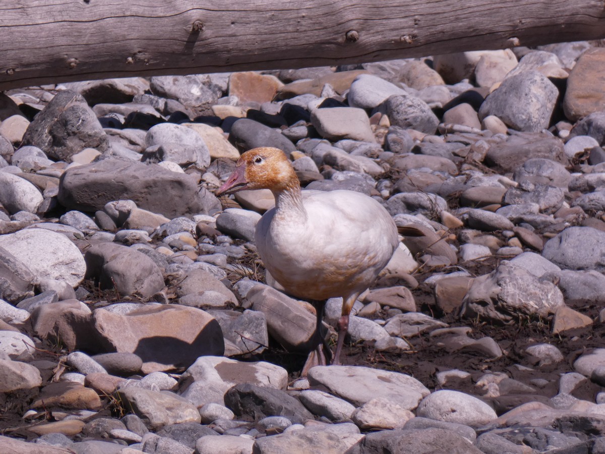 Snow Goose - ML617827354