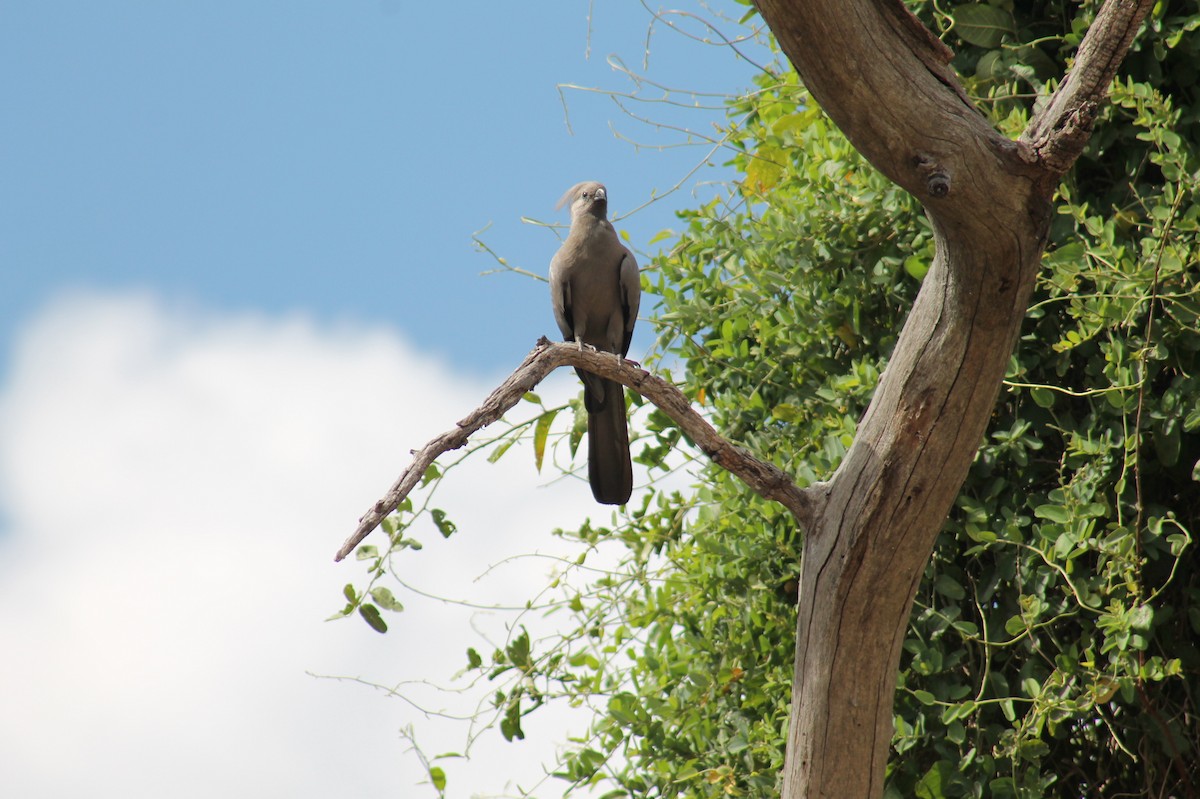 Gray Go-away-bird - Ella Seifert