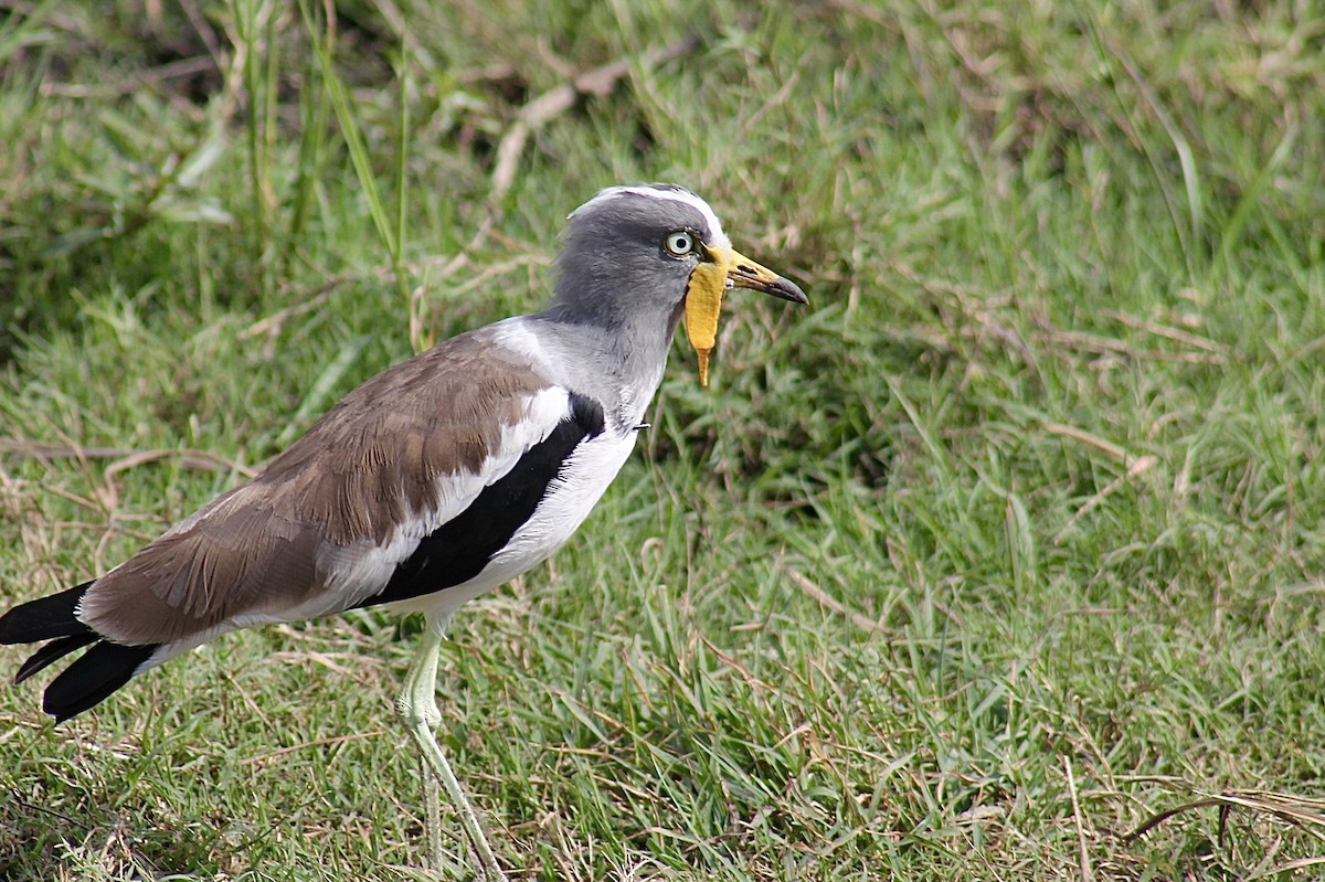 White-crowned Lapwing - ML617827386