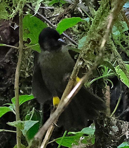 Yellow-thighed Brushfinch - Lori Bellis