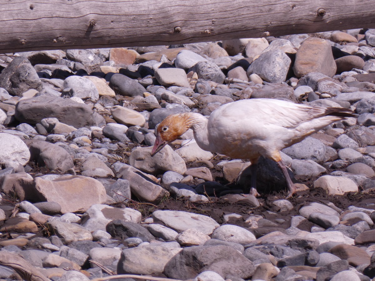 Snow Goose - ML617827404