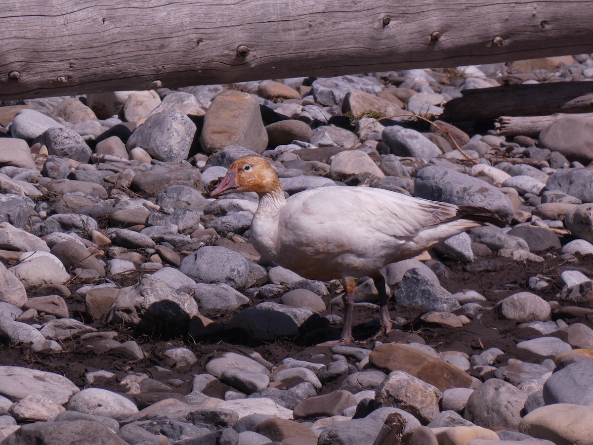 Snow Goose - ML617827407