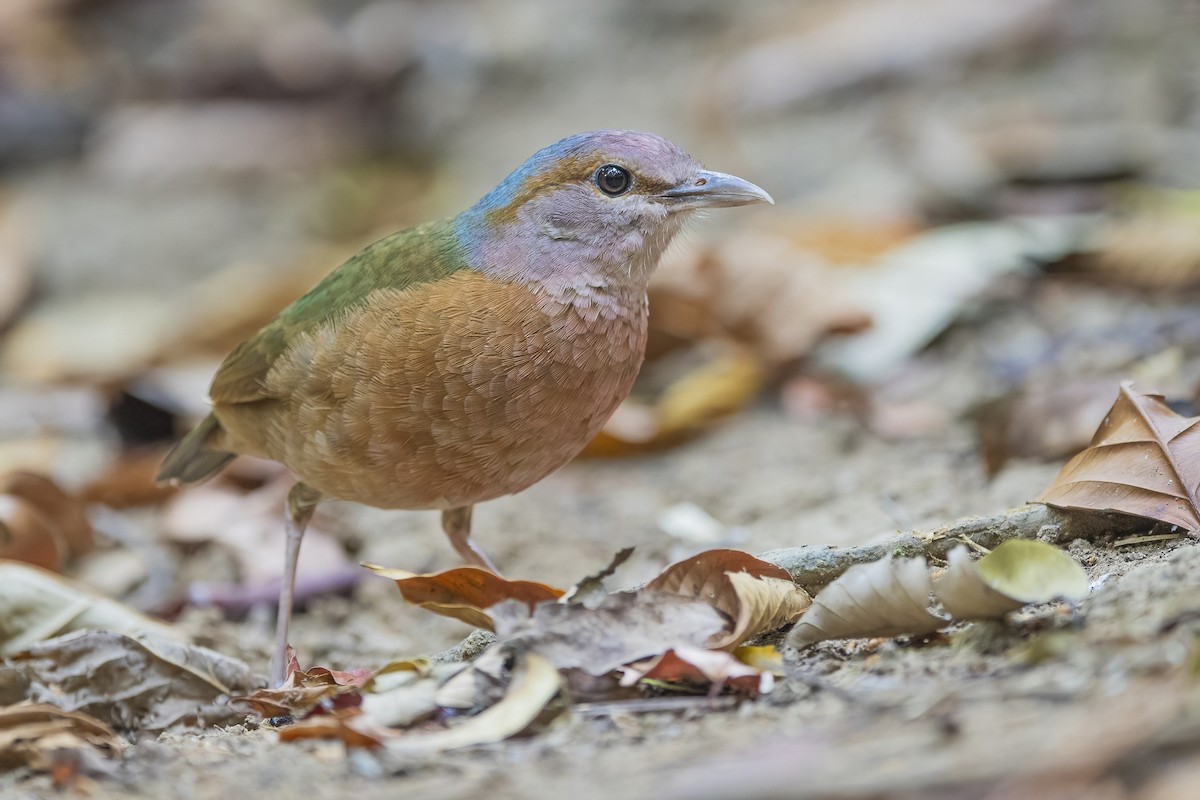 Blue-rumped Pitta - Ngoc Sam Thuong Dang