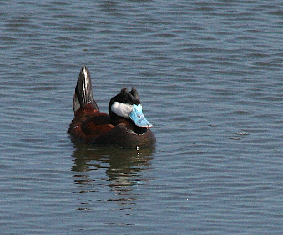 Ruddy Duck - ML617827445