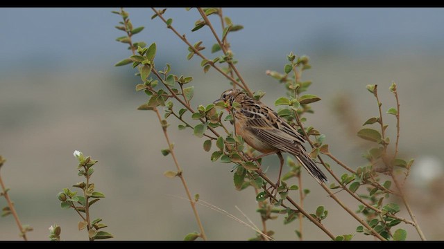 Rosy-throated Longclaw - ML617827449