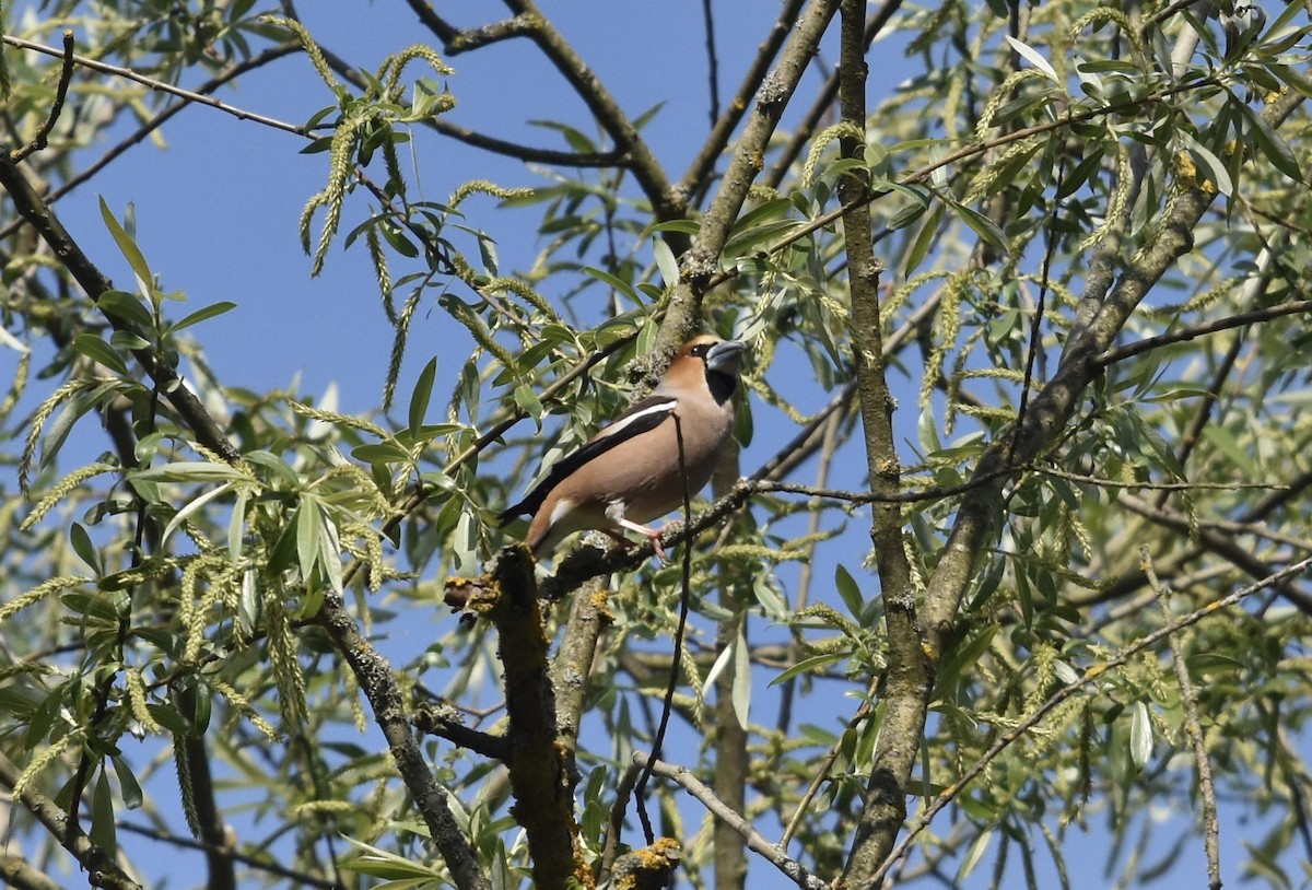 Hawfinch - ML617827450