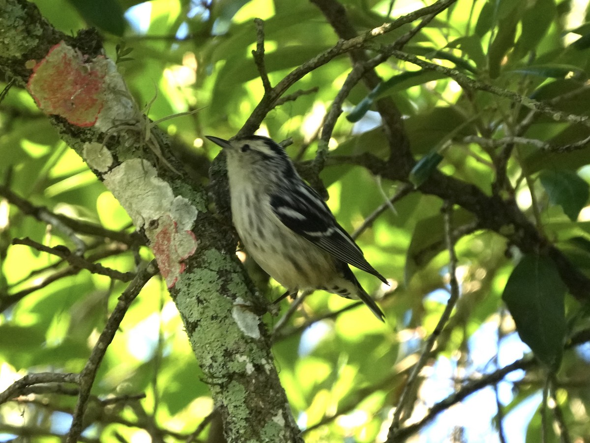 Black-and-white Warbler - ML617827453
