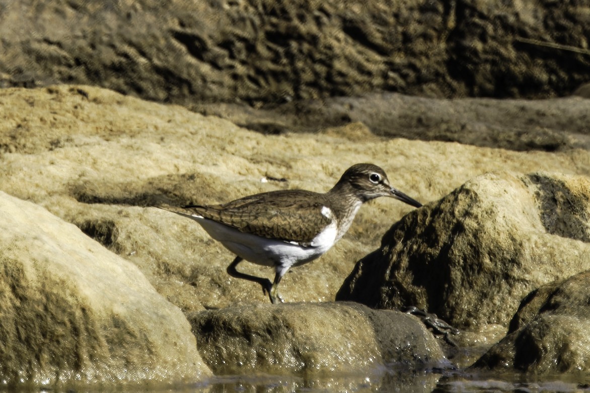 Common Sandpiper - ML617827474