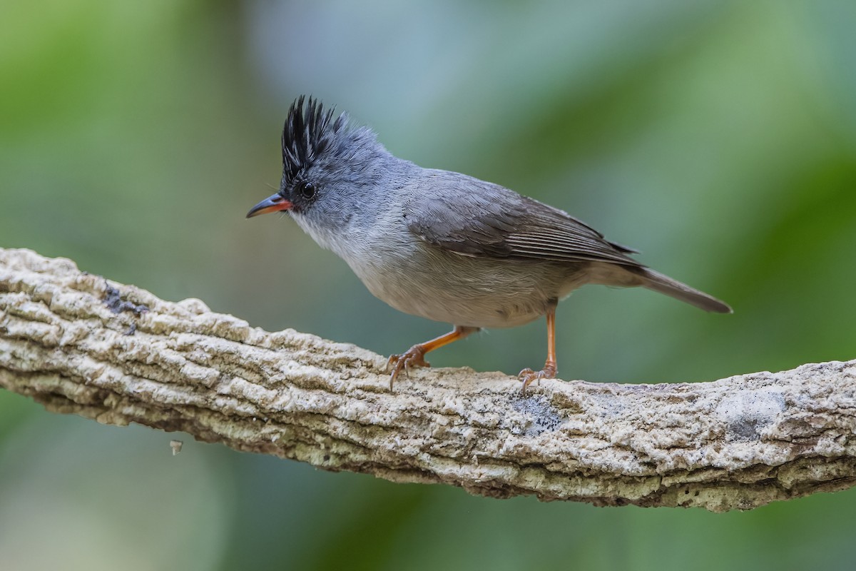 Black-chinned Yuhina - Ngoc Sam Thuong Dang