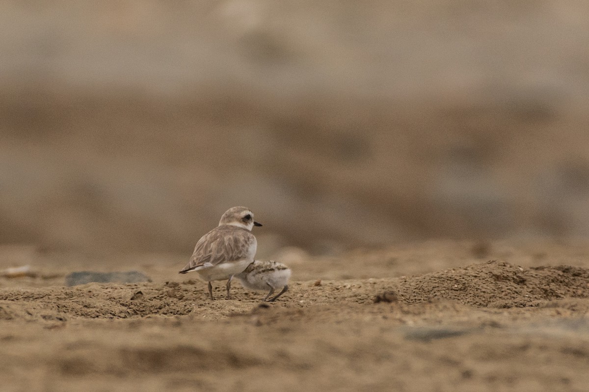 Snowy Plover - ML617827491