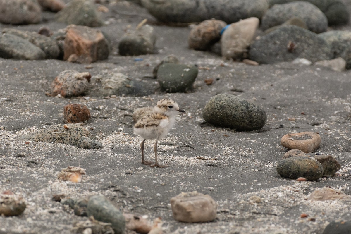 Snowy Plover - ML617827494