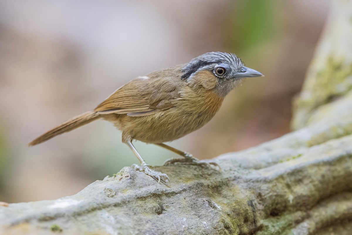 Gray-throated Babbler - ML617827503