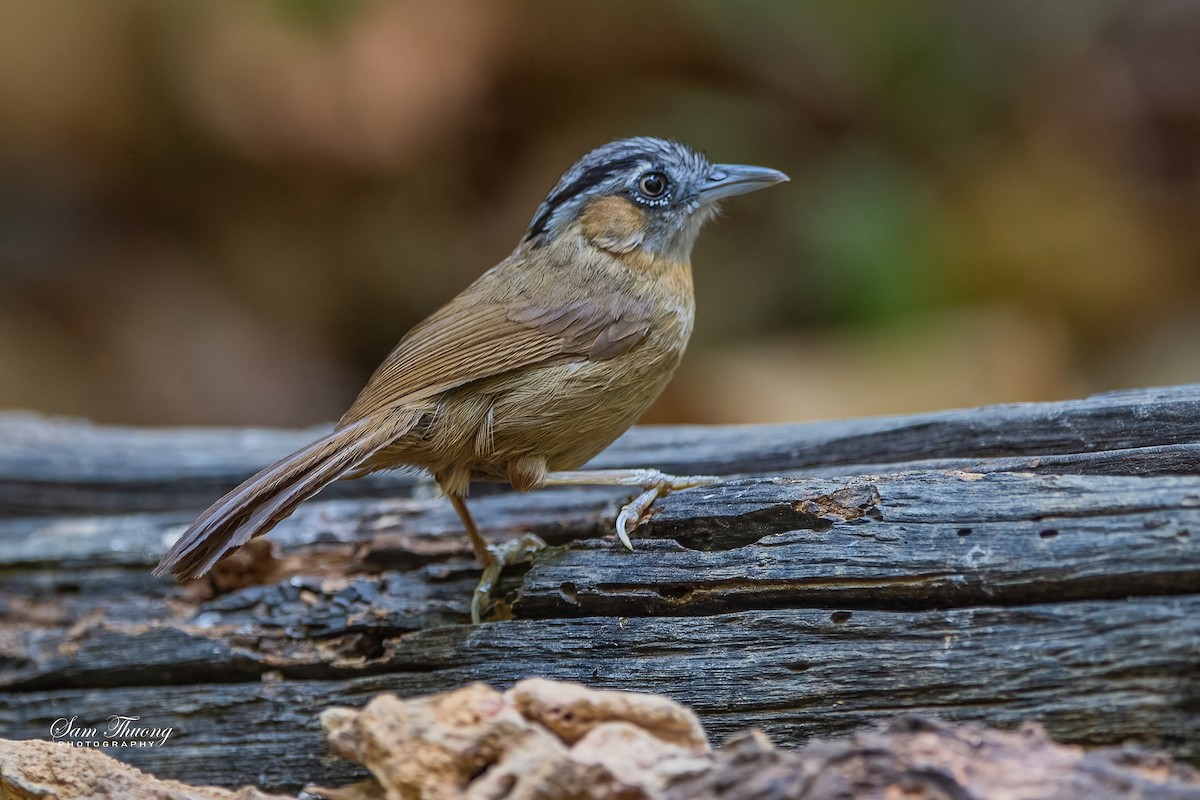 Gray-throated Babbler - Ngoc Sam Thuong Dang