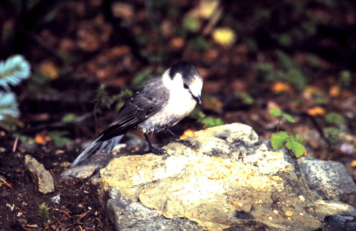 Arrendajo Canadiense (obscurus/griseus) - ML617827510