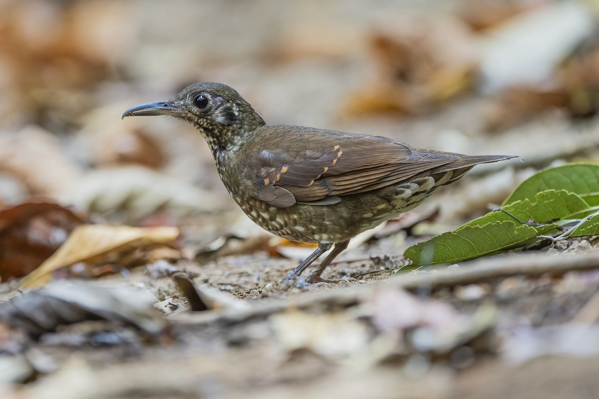 Dark-sided Thrush - Ngoc Sam Thuong Dang