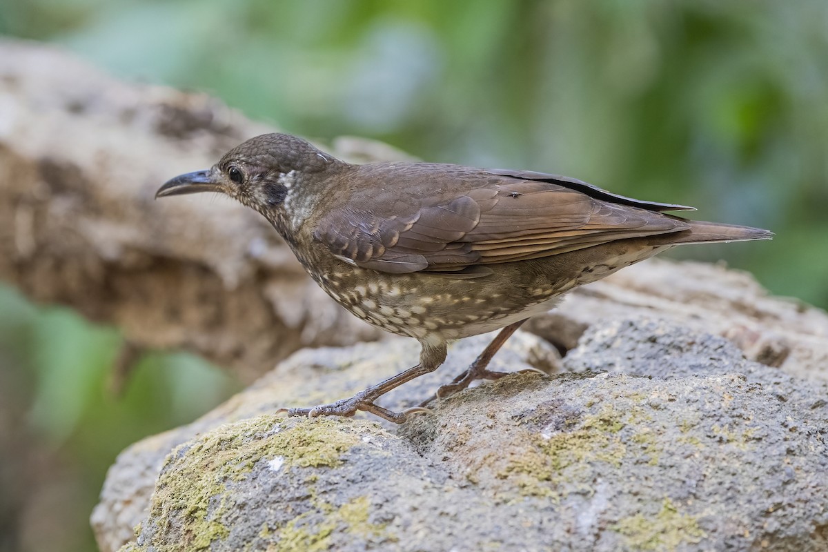 Dark-sided Thrush - ML617827518