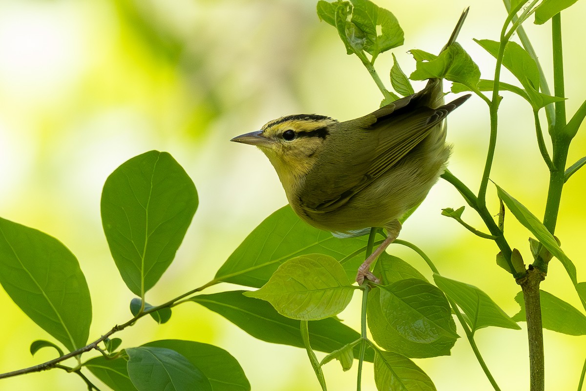 Worm-eating Warbler - Lance Runion 🦤