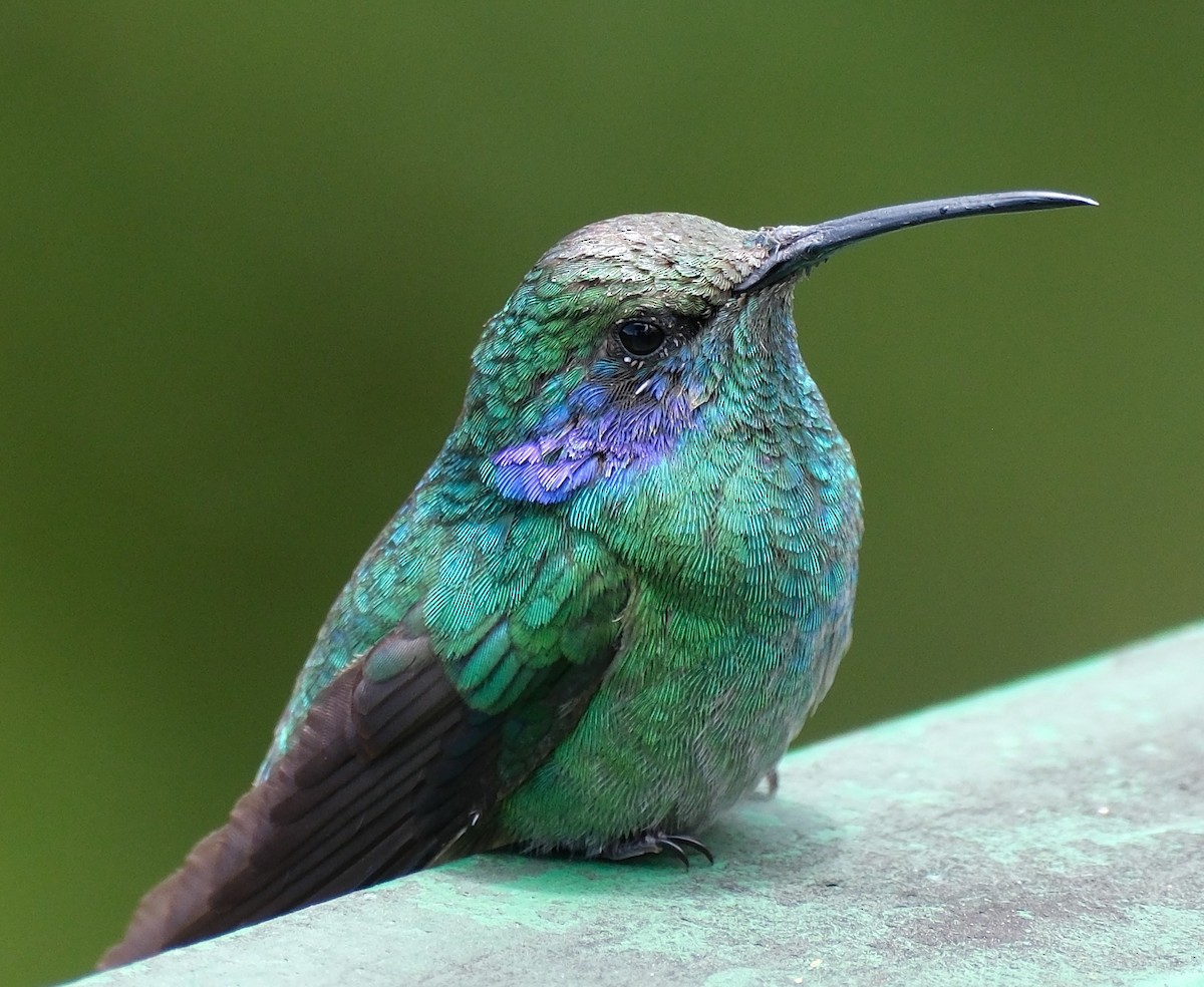 kolibřík modrouchý - ML617827538