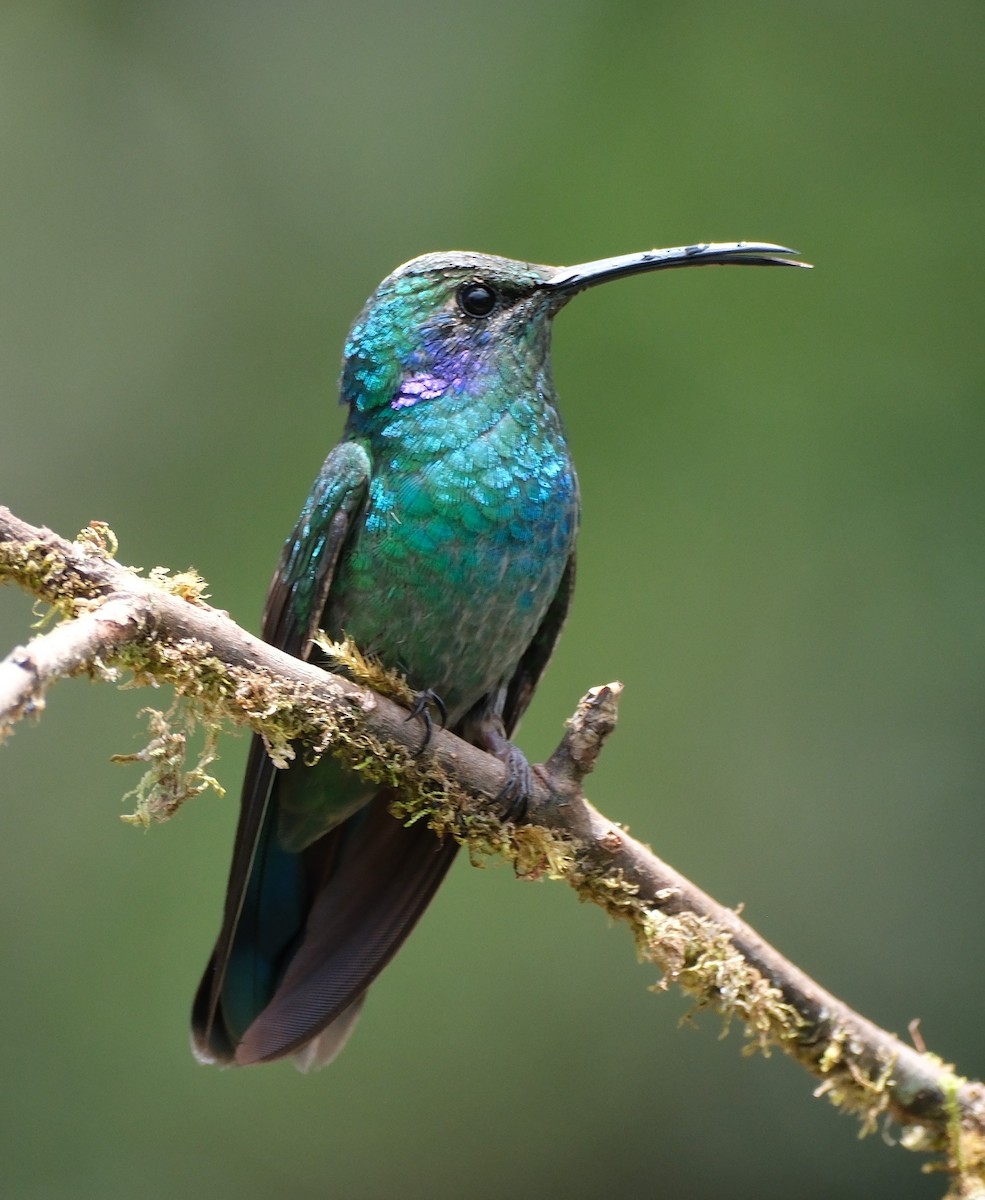 kolibřík modrouchý - ML617827539