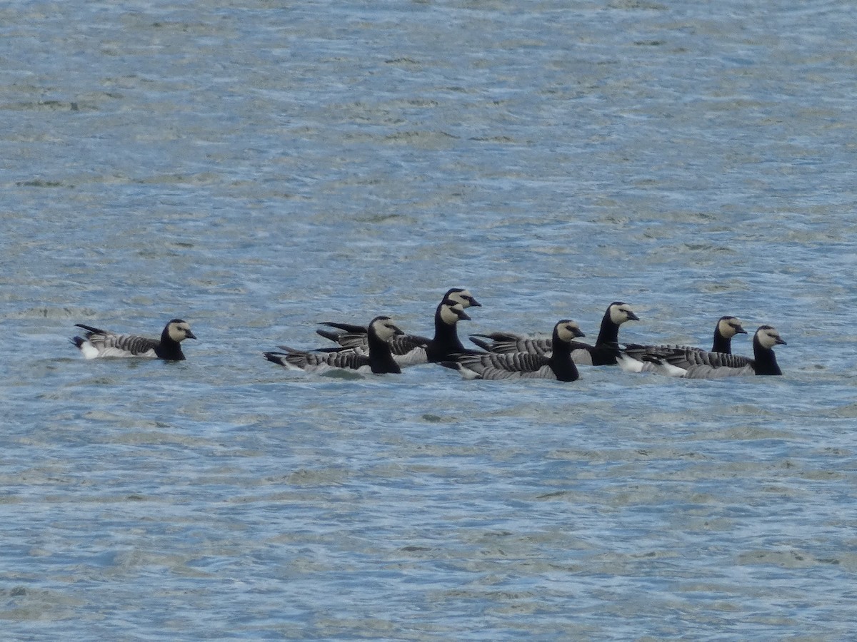 Barnacle Goose - ML617827540