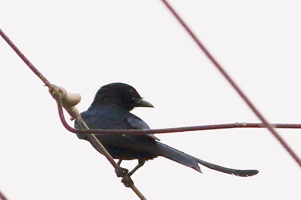 Drongo cendré - ML617827554