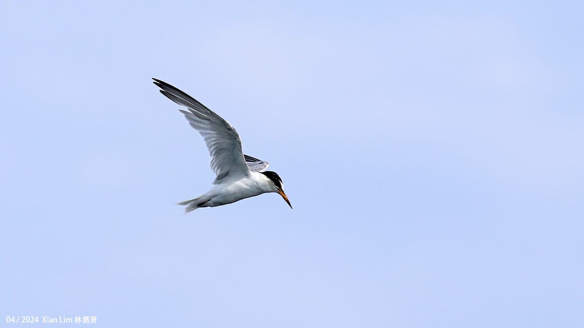 Little Tern - ML617827580