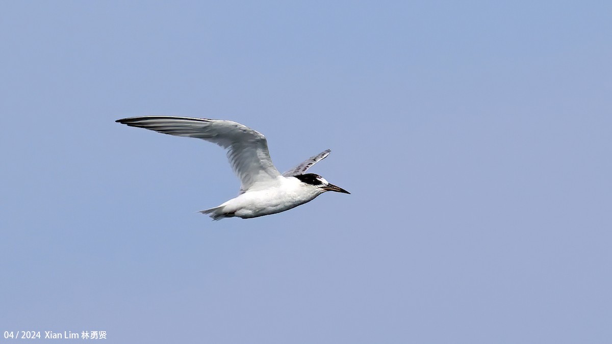 Little Tern - ML617827582