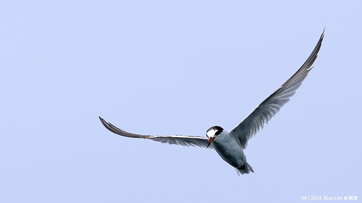 Little Tern - ML617827583