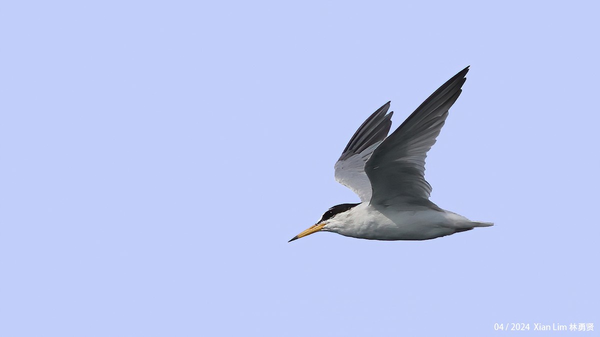 Little Tern - ML617827584