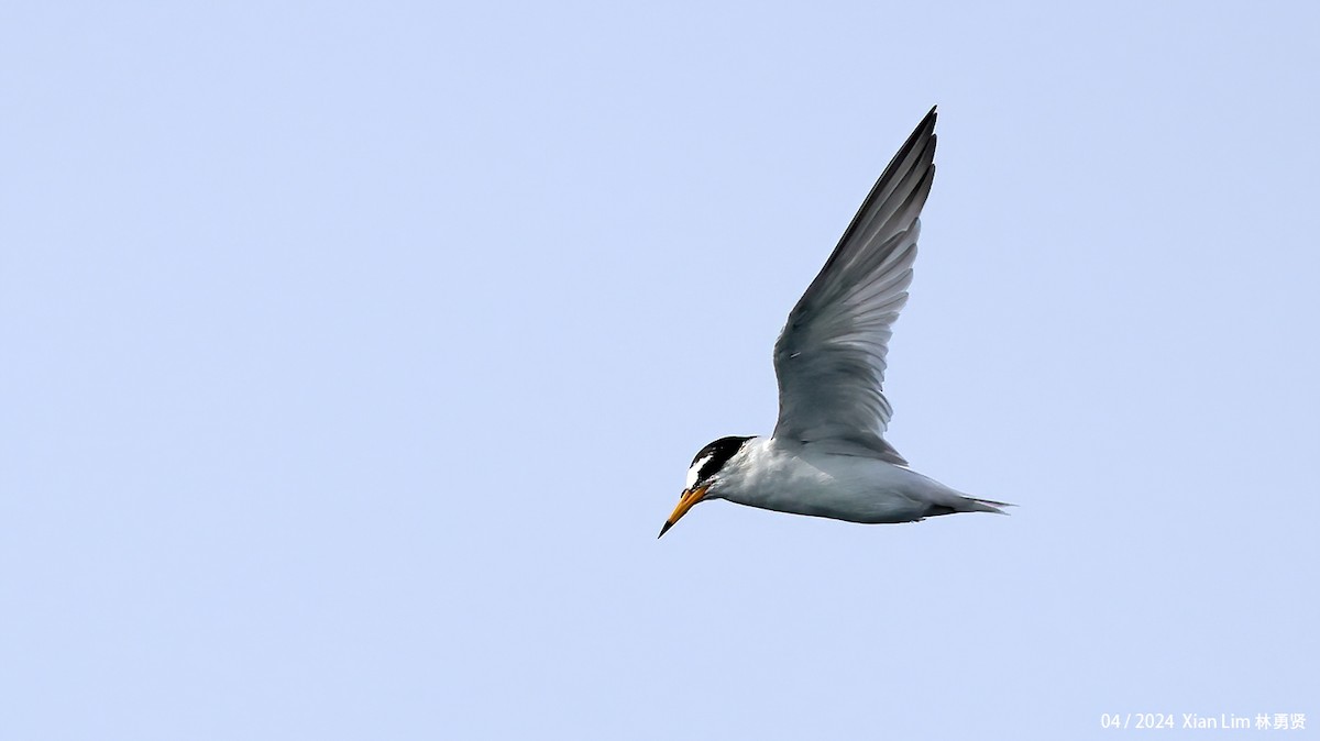 Little Tern - ML617827585