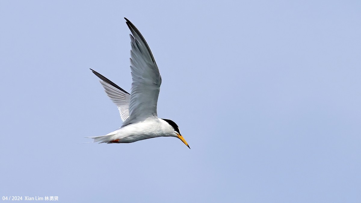 Little Tern - ML617827586