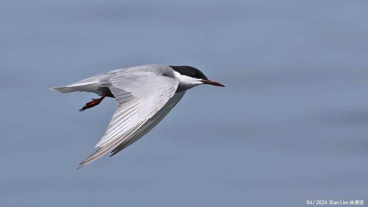 Whiskered Tern - ML617827599