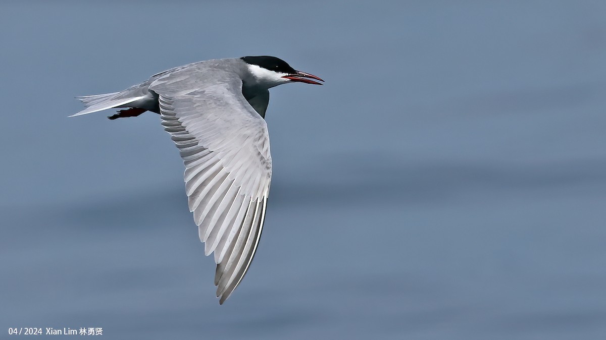 Whiskered Tern - ML617827601