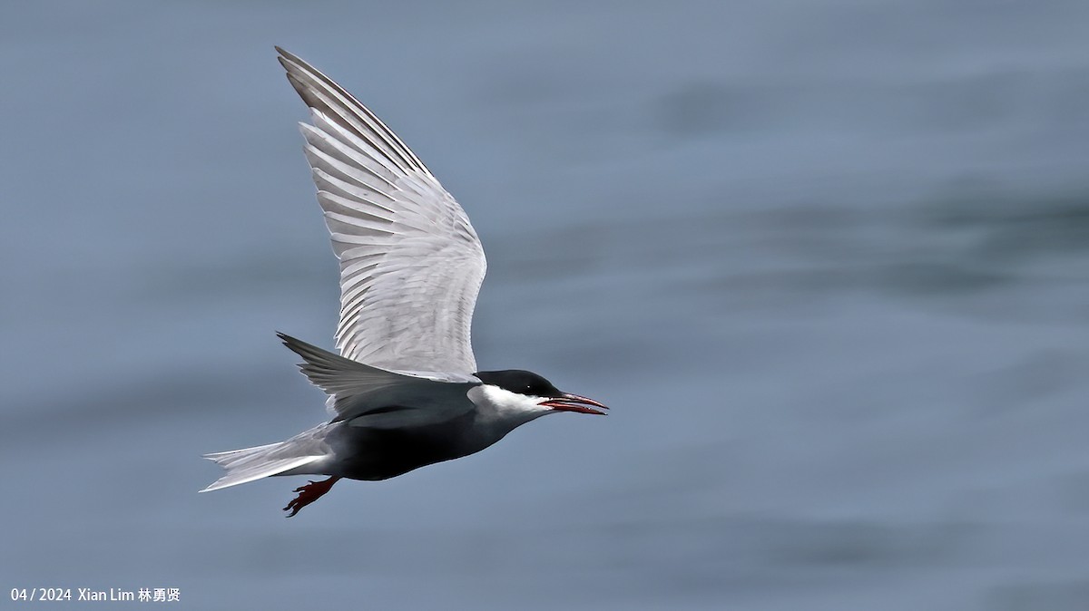 Whiskered Tern - ML617827602