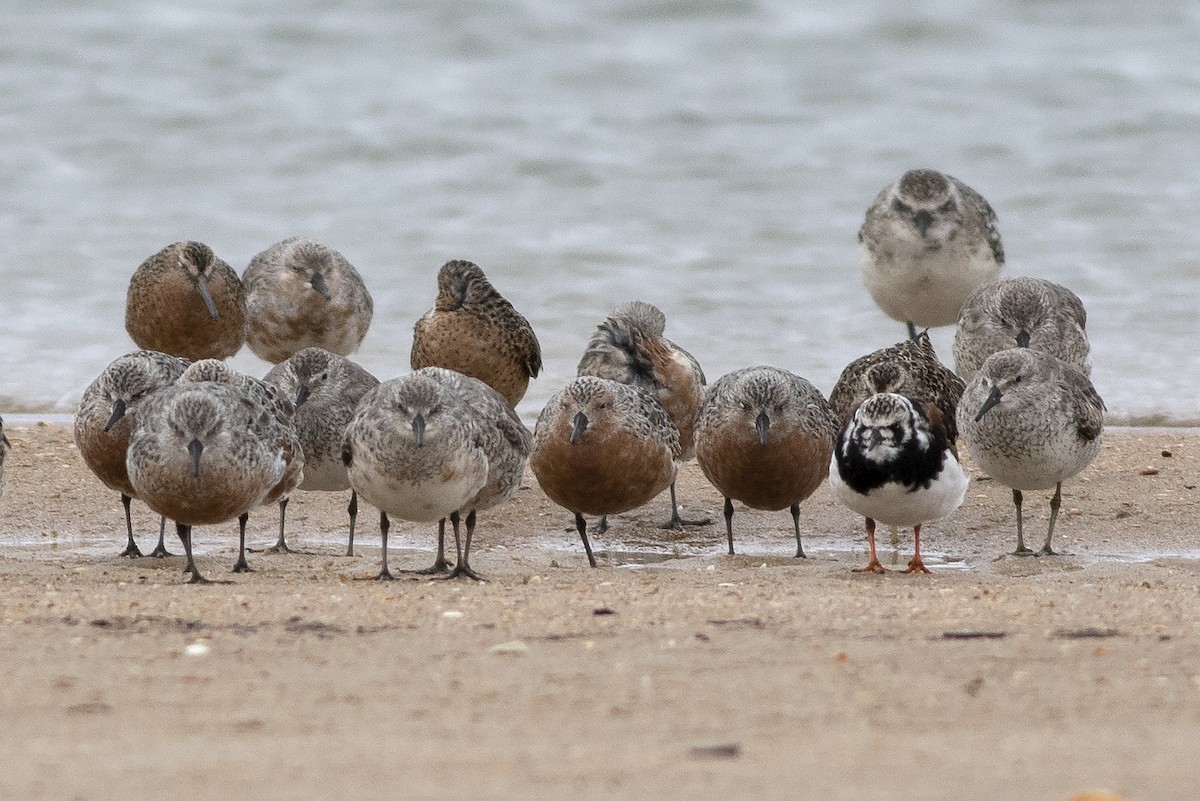 Red Knot - Martin Wall