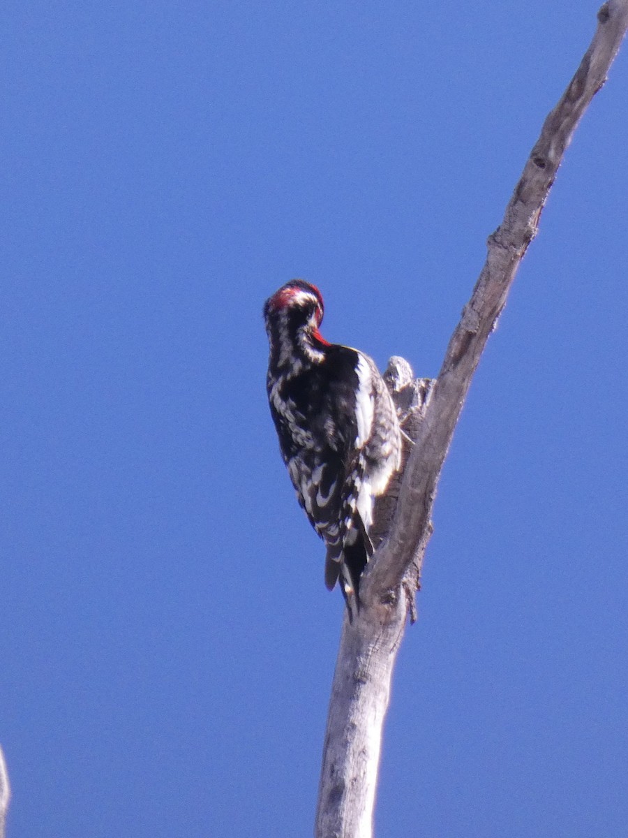 Red-naped Sapsucker - ML617827674