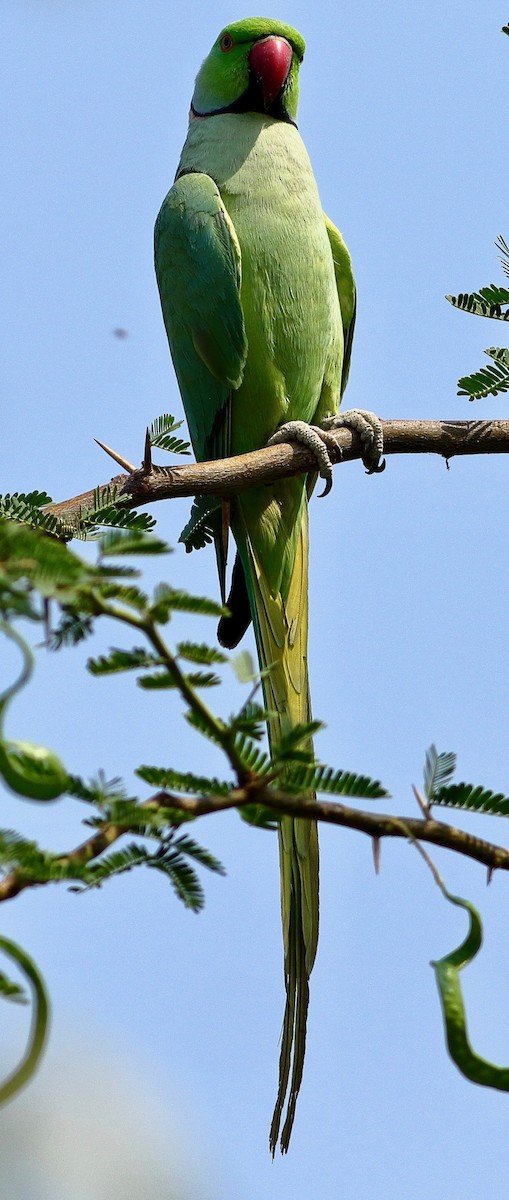 Rose-ringed Parakeet - ML617827692