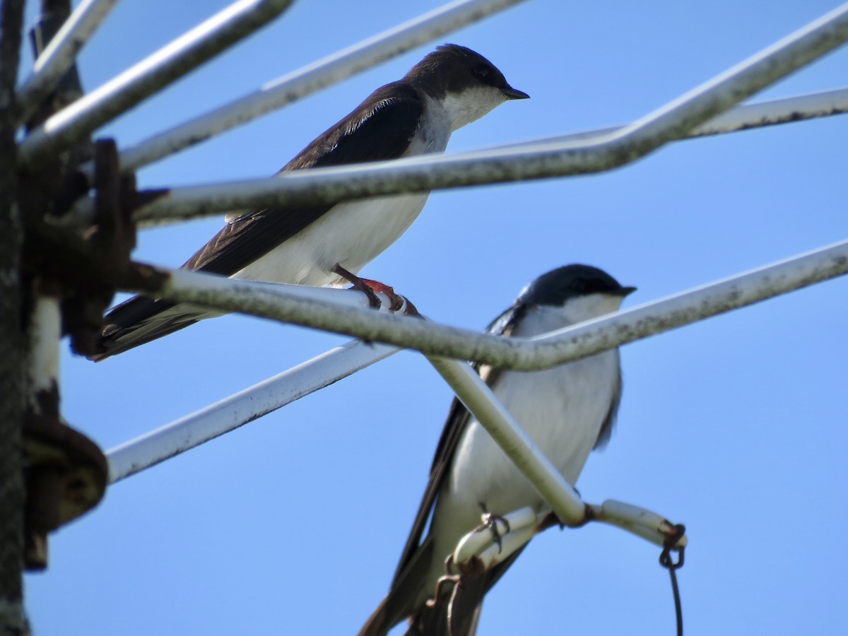 Golondrina Bicolor - ML617827693